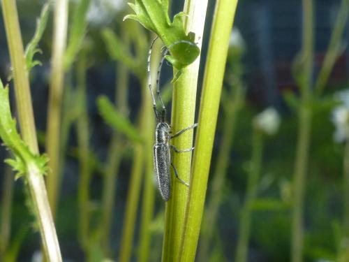 Agapanthia cardui