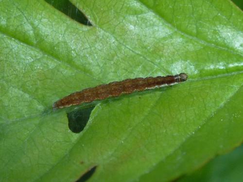 Paraswammerdamia nebulella
