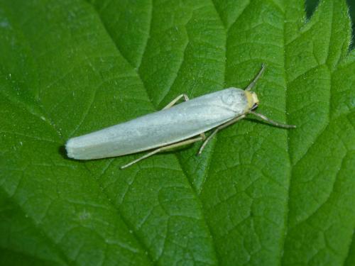 Réf. 193 302 : Eilema sp.