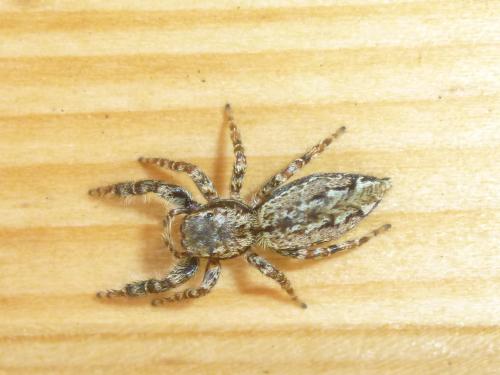 Marpissa muscosa