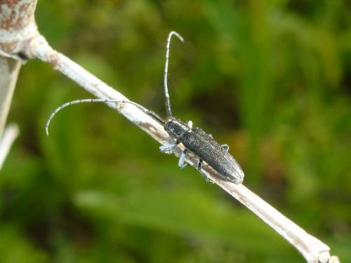 Agapanthia cardui