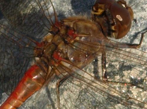 Sympetrum striolatum