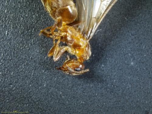 Réf. 193 233 : Macroscope sp.