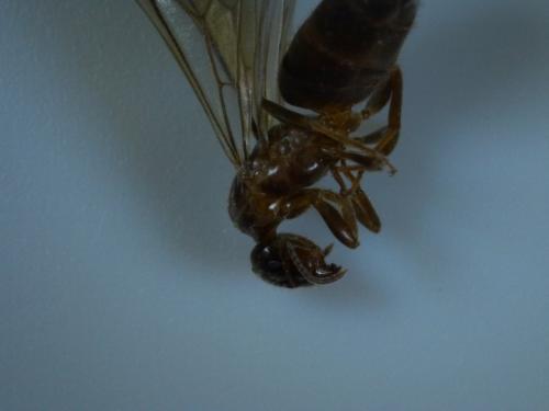 Réf. 193 234 : Macroscope sp.
