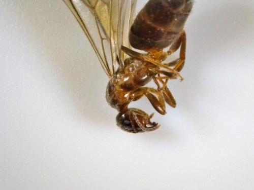 Réf. 193 235 : Macroscope sp.