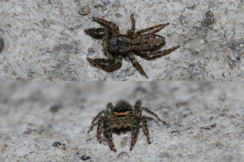 Marpissa muscosa