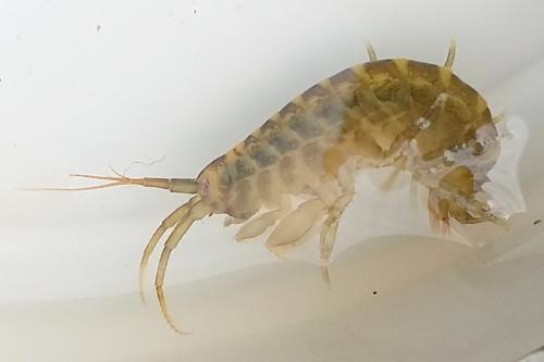 Dikerogammarus villosus