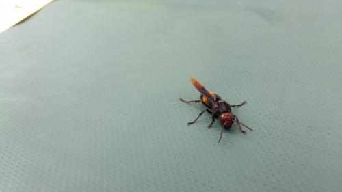Vespa sp.