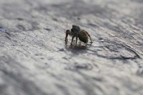 Carrhotus xanthogramma