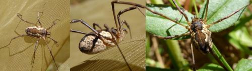 Mitopus morio