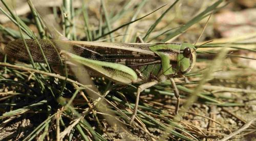 Réf. 193 251 : Locusta migratoria