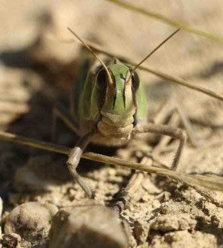 Réf. 193 252 : Locusta migratoria