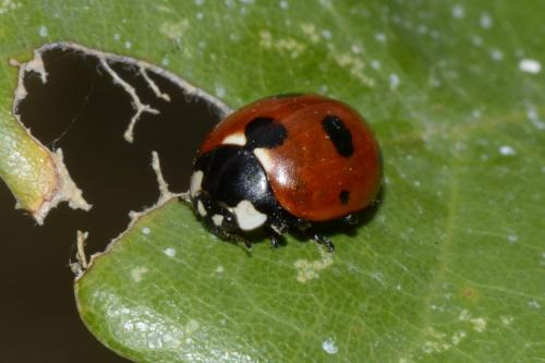 Réf. 193 547 : Coccinella magnifica