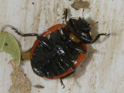 Réf. 193 548 : Coccinella magnifica