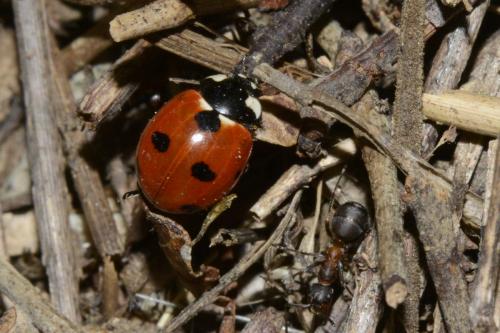 Réf. 193 550 : Coccinella magnifica