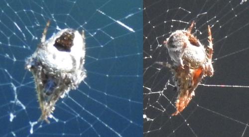 Agalenatea redii
