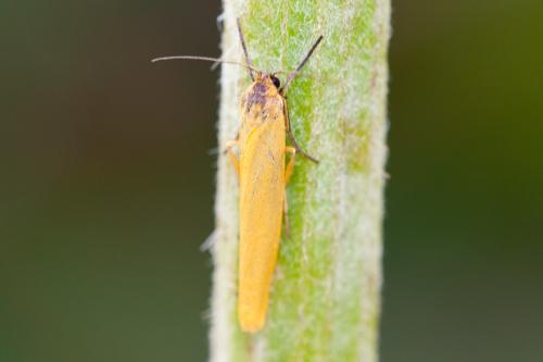 Eilema lutarella