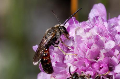 Lasioglossum sp.
