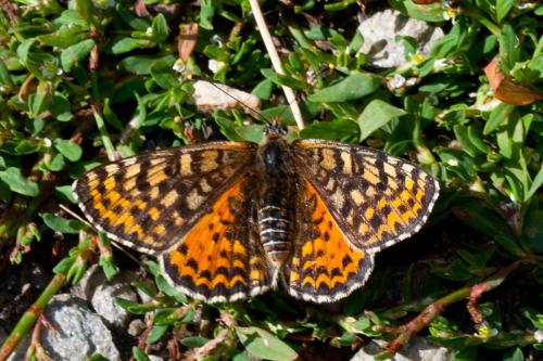 Réf. 193 140 : Melitaea didyma