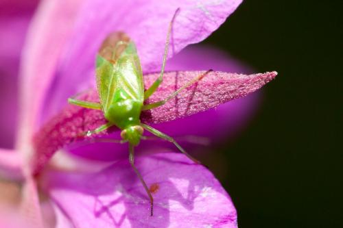 Réf. 193 228 : Lygocoris pabulinus