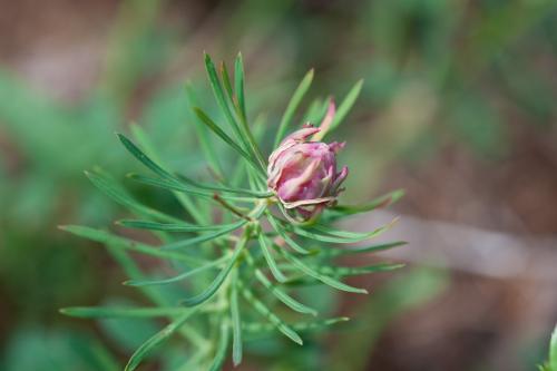 Spurgia euphorbiae