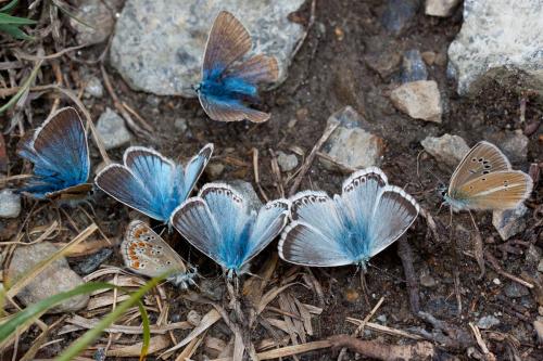 Réf. 193 144 : Polyommatus coridon
