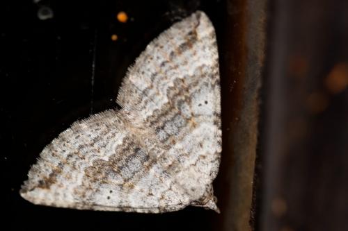 Scotopteryx bipunctaria