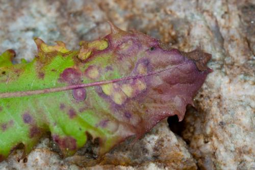 Réf. 193 153 : Cystiphora taraxaci
