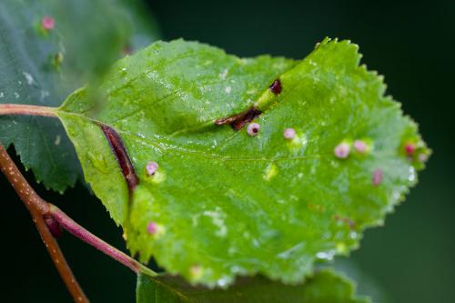 Réf. 193 157 : Phyllonorycter strigulatella