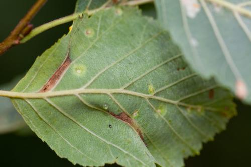 Réf. 193 156 : Phyllonorycter strigulatella