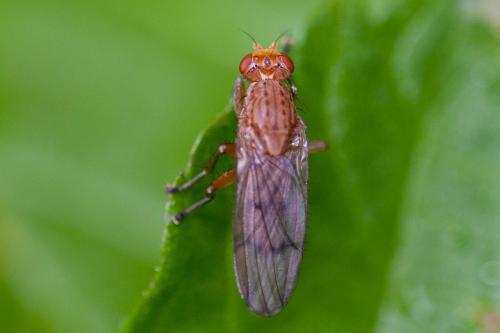 Opomyza florum
