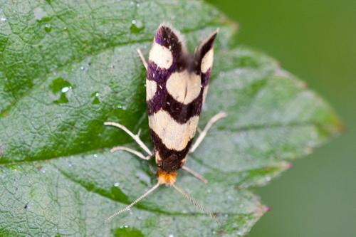 Réf. 193 244 : Lampronia rupella
