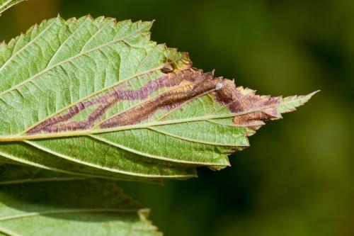 Réf. 193 535 : Agromyza filipendulae