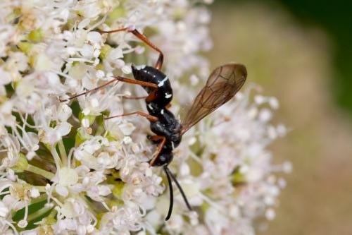 Réf. 193 530 : Ceropales maculata