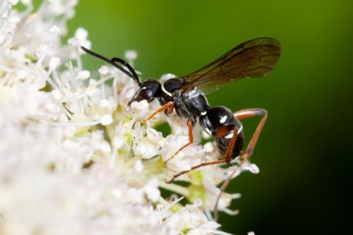 Réf. 193 528 : Ceropales maculata