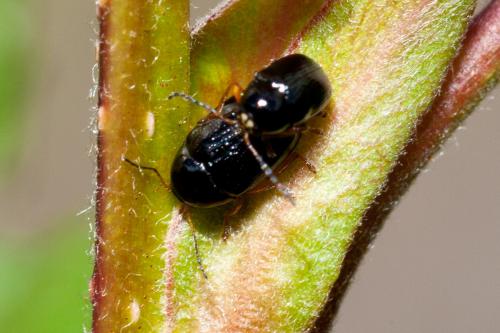 Cryptocephalus sp.