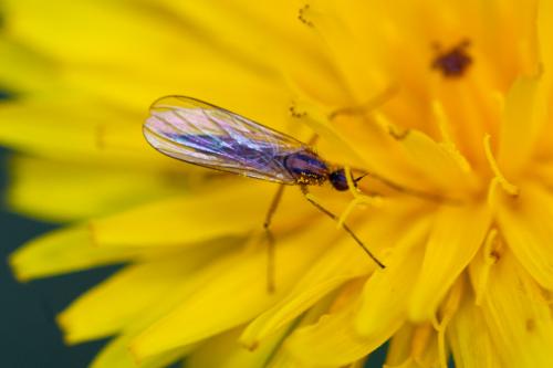 Rhamphomyia sp.