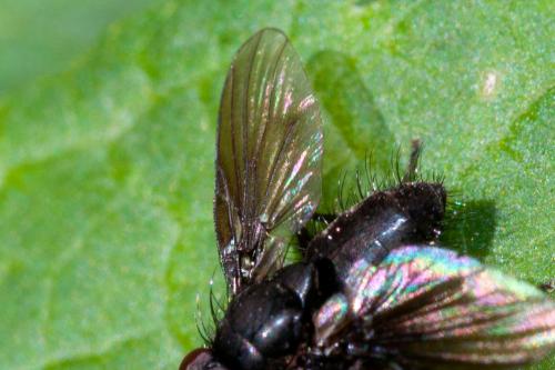 Hebecnema vespertina