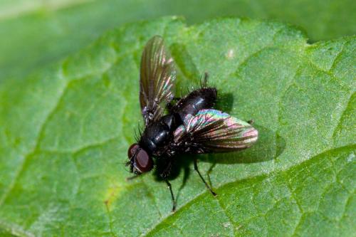 Hebecnema vespertina
