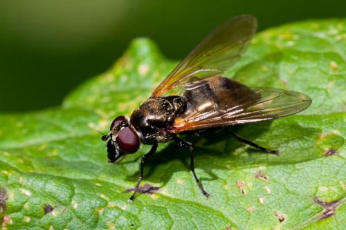 Cheilosia personata