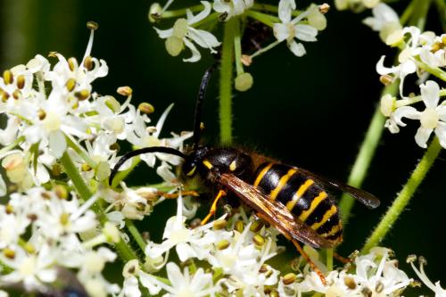 Réf. 193 574 : Dolichovespula saxonica