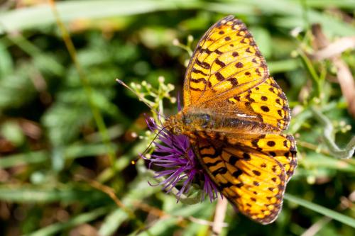 Argynnis aglaja