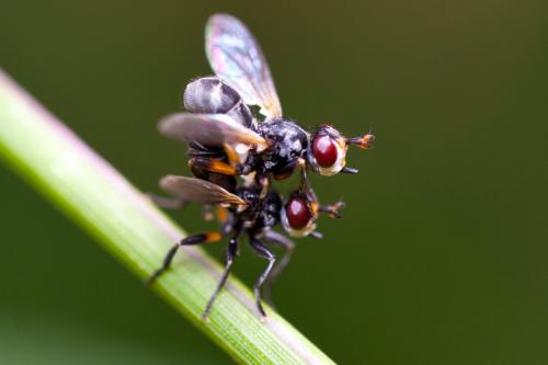 Réf. 193 804 : Thecophora atra