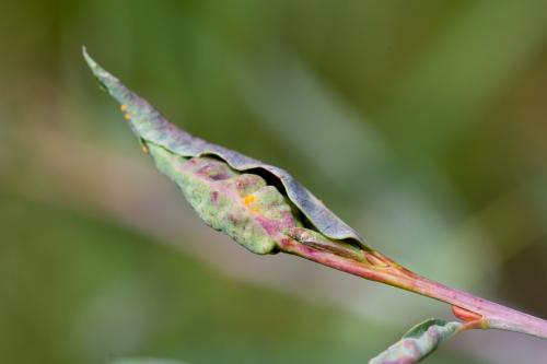 Réf. 193 810 : Rabdophaga terminalis