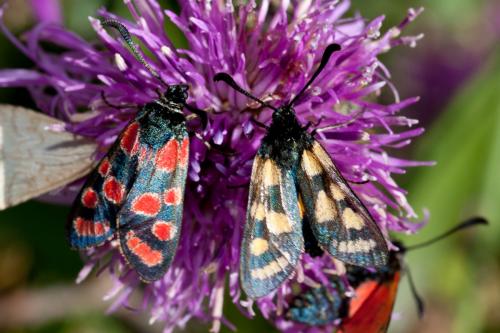 Zygaena carniolica