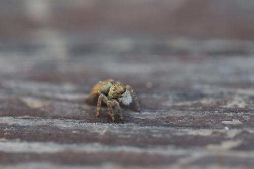 Carrhotus xanthogramma