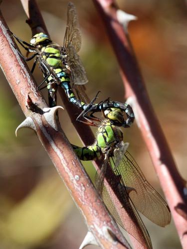 Aeshna cyanea