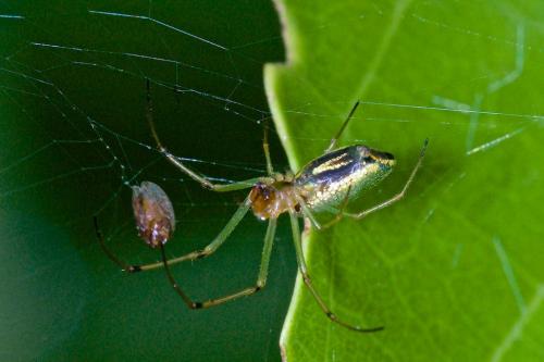 Mesida sp.
