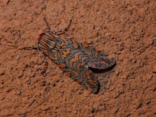 Arachnis citra