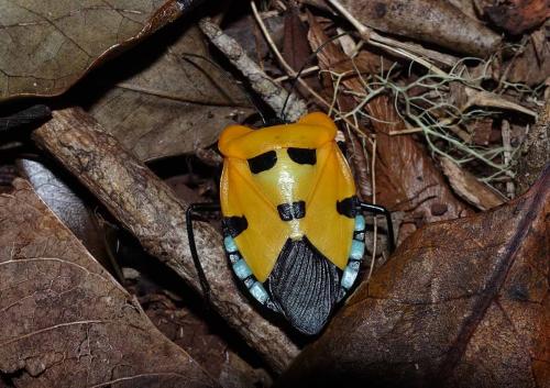 Coquerelia ventralis